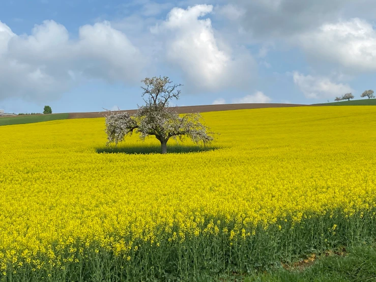 a lone tree sits in a field covered with yellow flowers