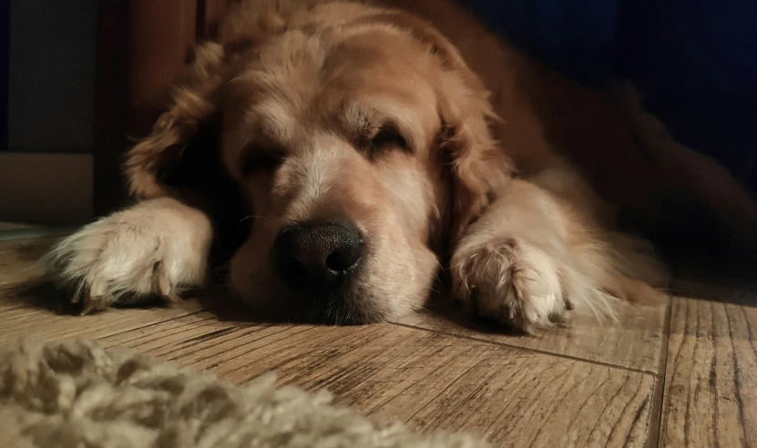 a large dog laying on the ground looking relaxed