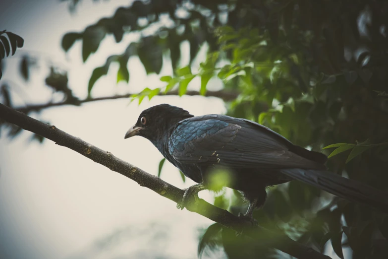 a black bird perched on top of a tree nch