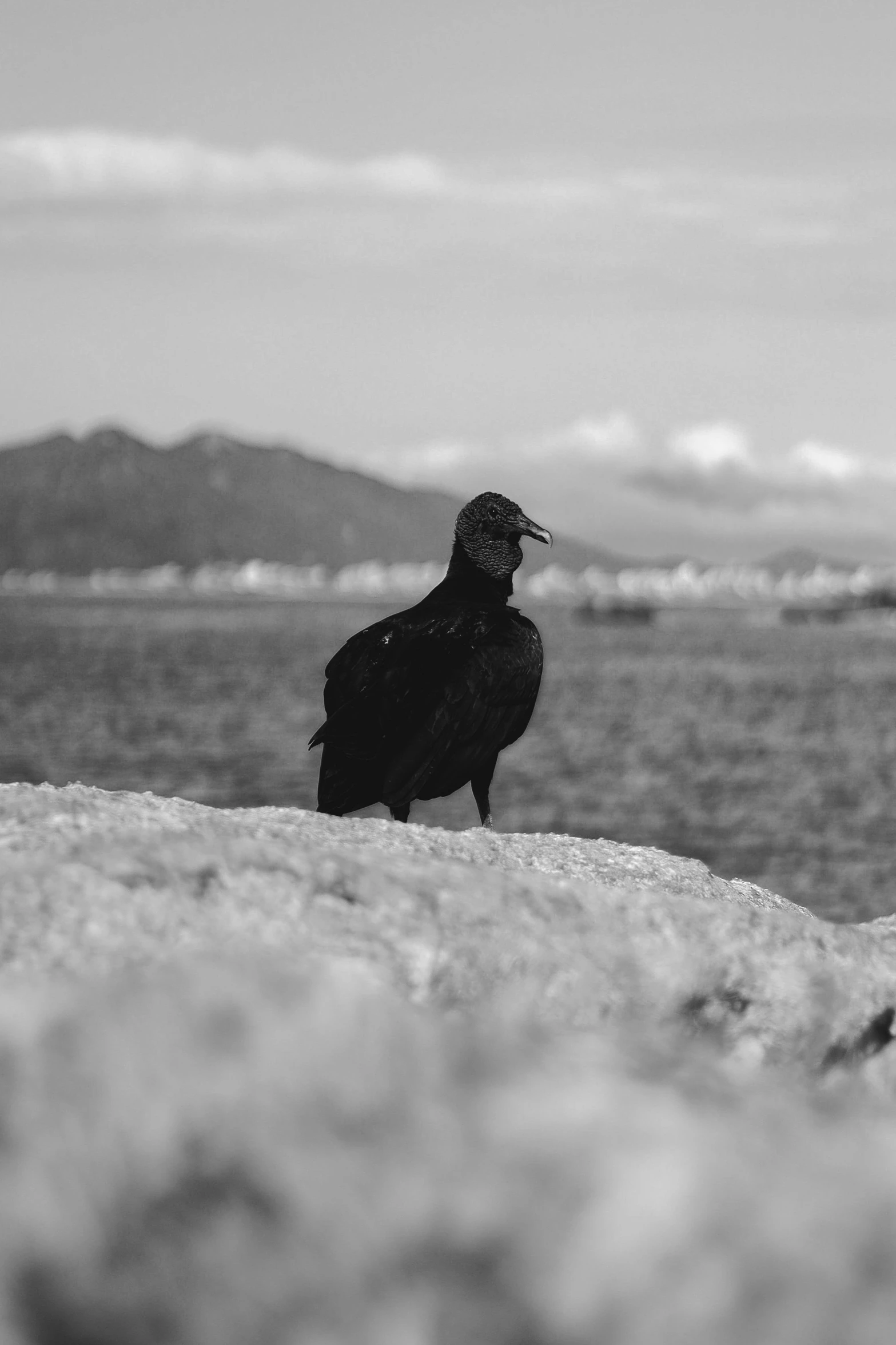 black crow sitting on a beach with mountains in the background