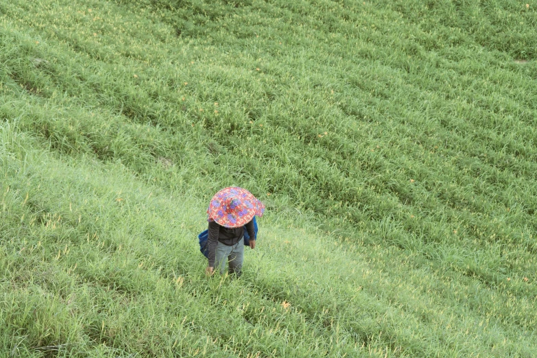 a person with an umbrella walking through the grass