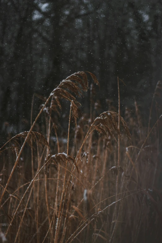 there is a grassy field that is covered in snow