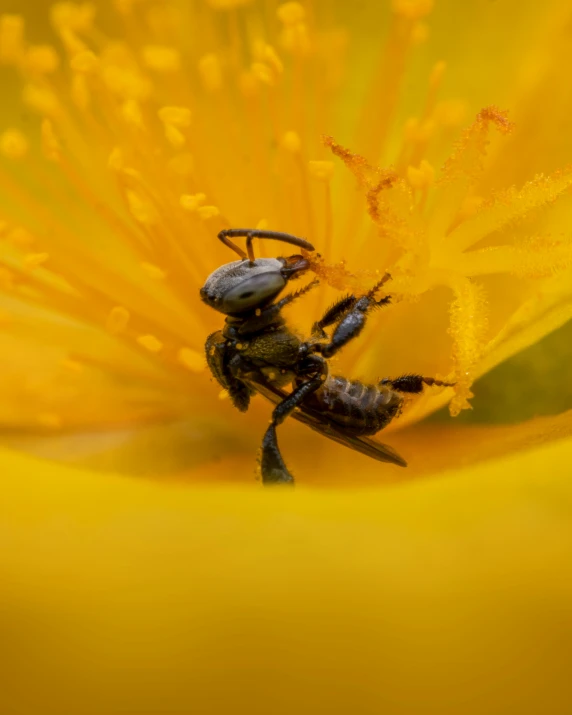 two bees are sitting on a large flower