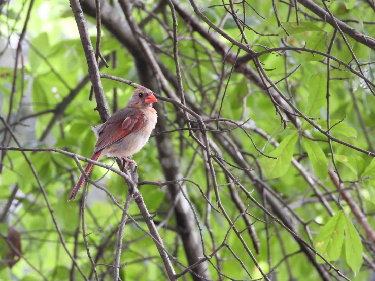 a little red bird with red head perched on a nch