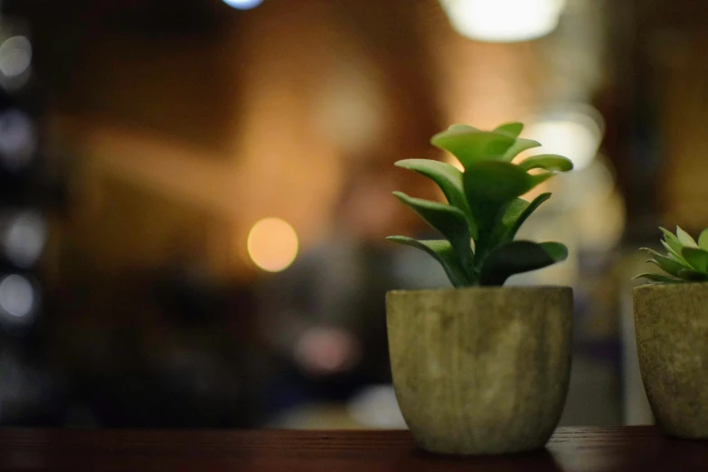 three small plants in wooden pots sitting on a table