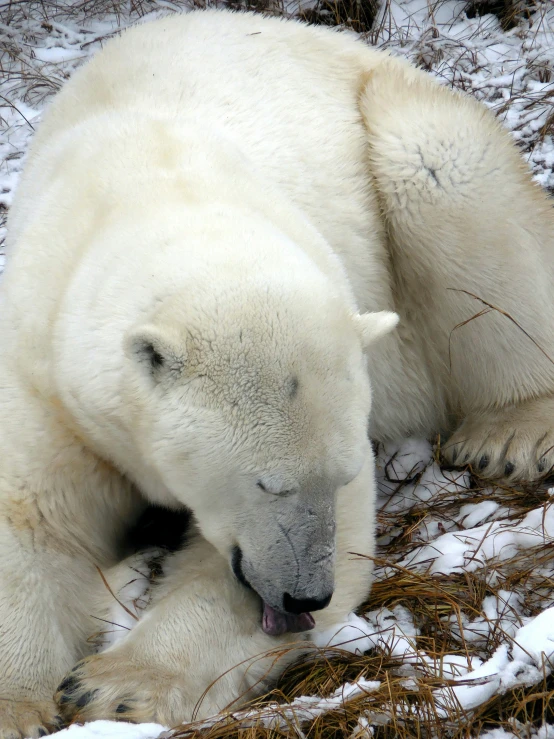 there is a polar bear that is sitting in the snow