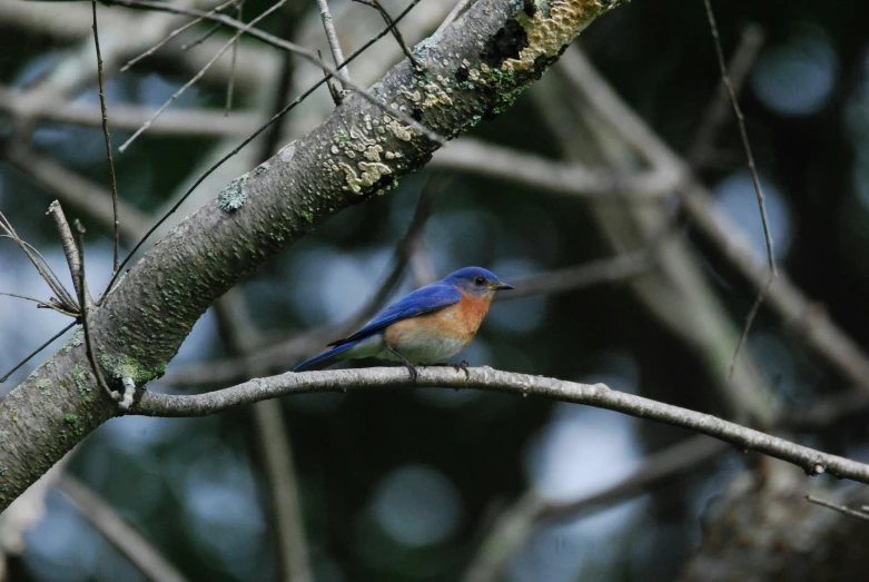 a bird that is sitting on a tree nch