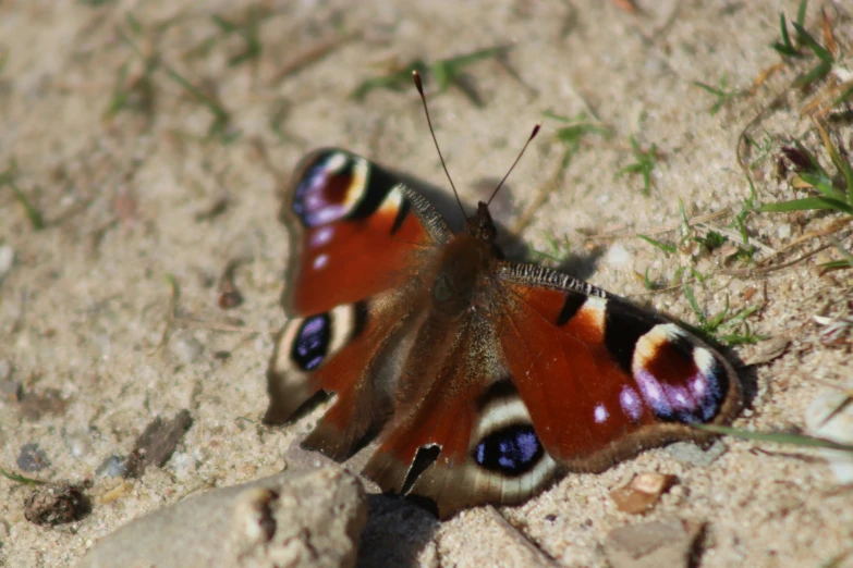 a erfly resting on a rock in the sand