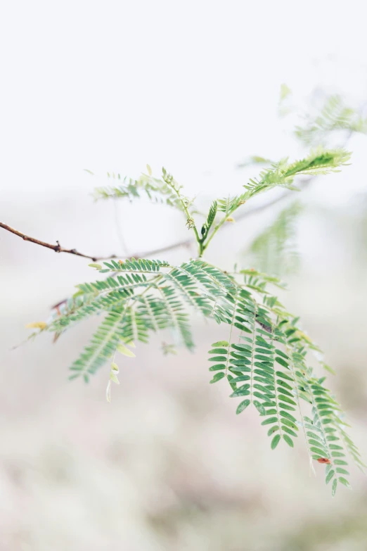 a nch with leaves and buds hanging from it