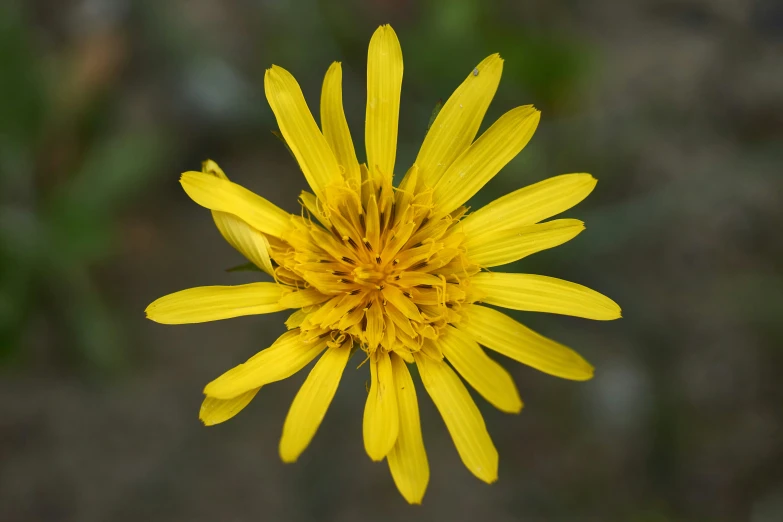 a yellow flower with many petals and lots of buds