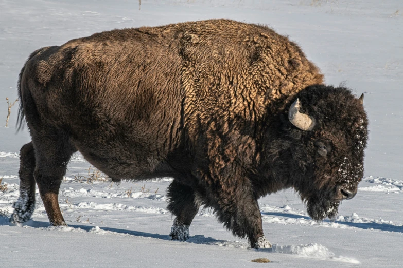 a buffalo stands in the snow looking to its right