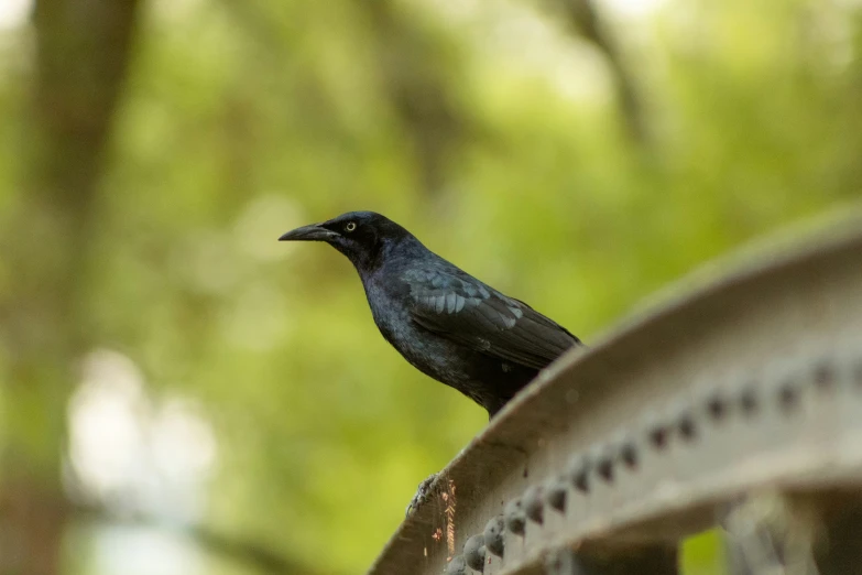 a black bird perched on top of a metal rail