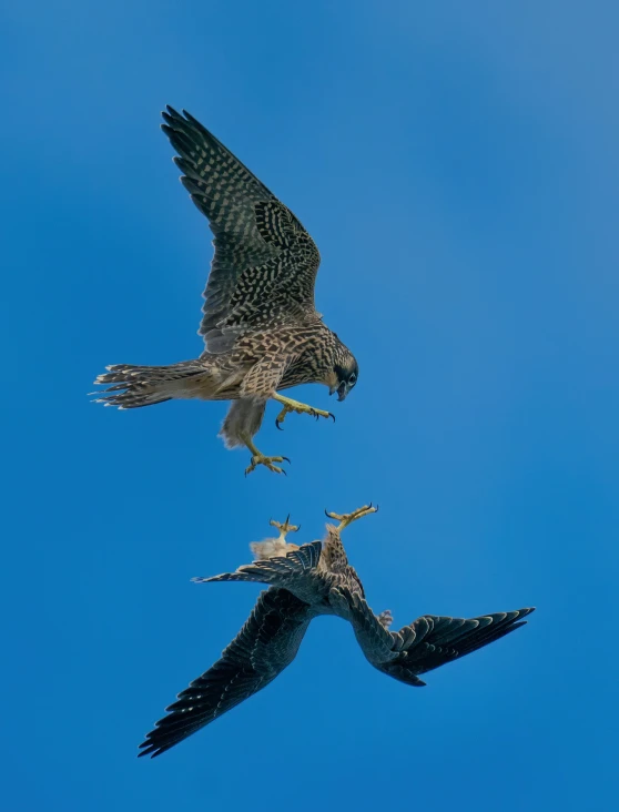 two grey birds are flying in the sky together