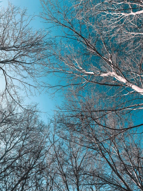 the tops of tree nches against blue sky