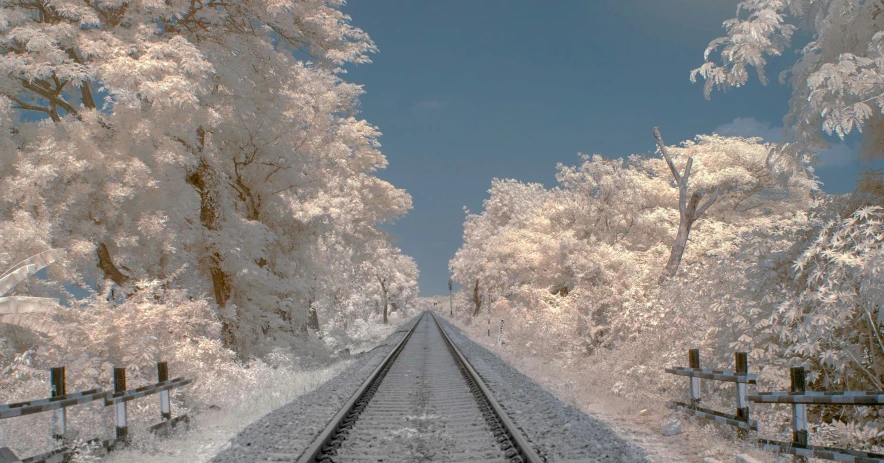 a view of a railroad track running through a forest