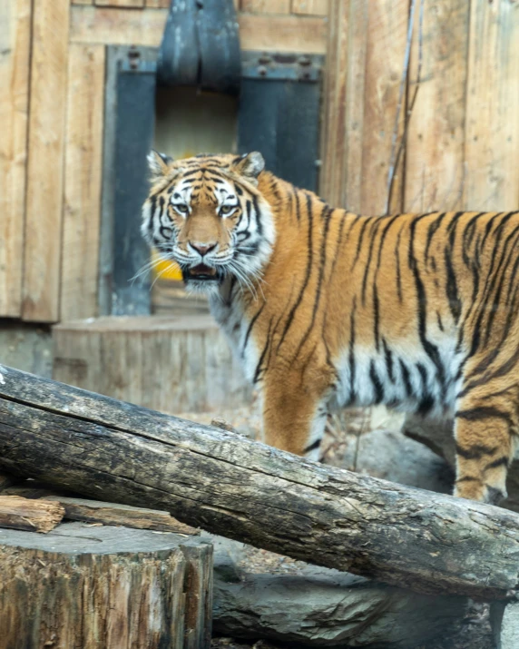 a tiger with a piece of food in its mouth