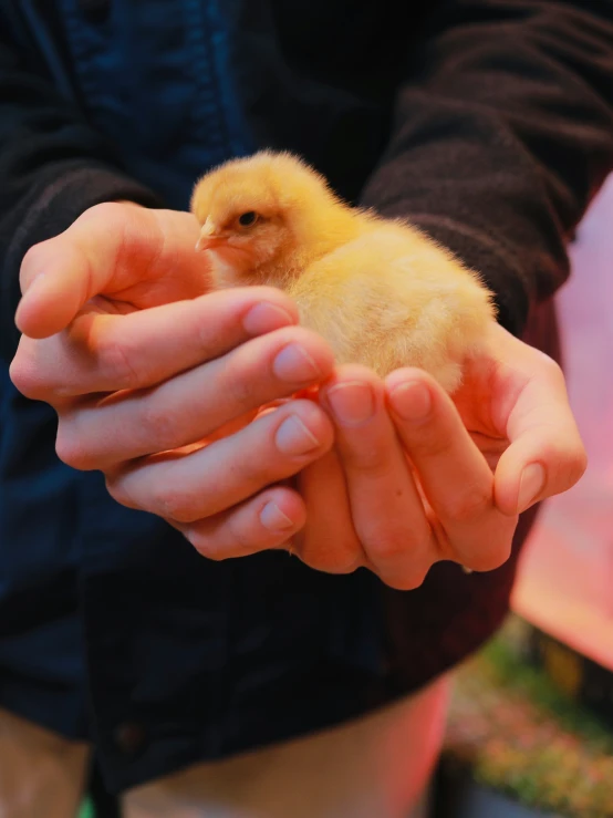 a little yellow bird is being held in a persons hand