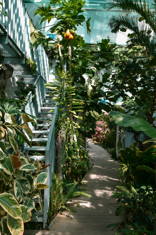 some stairs in a tropical greenhouse area