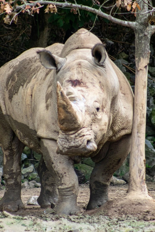 there is a rhino standing beside some trees