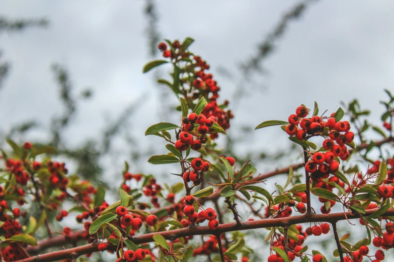 small red berries are sitting on a tree nch