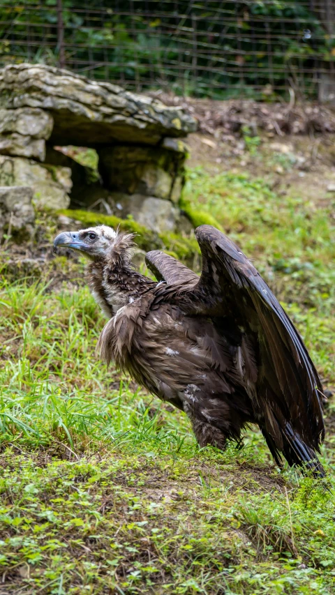 a bird with soing in its claws is standing on some grass