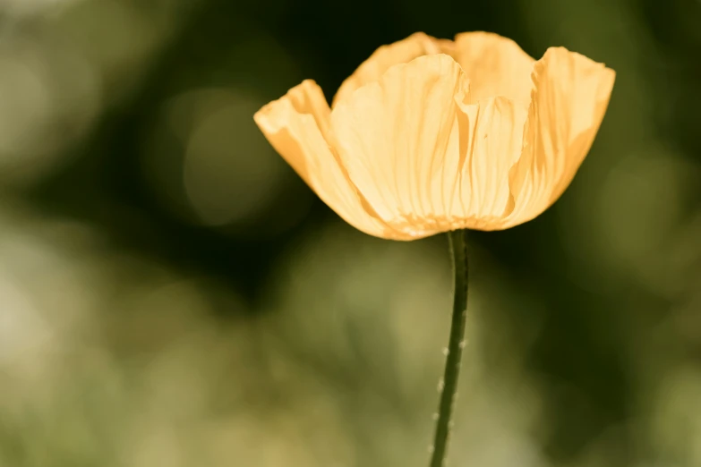 a yellow flower with blurry background on the subject