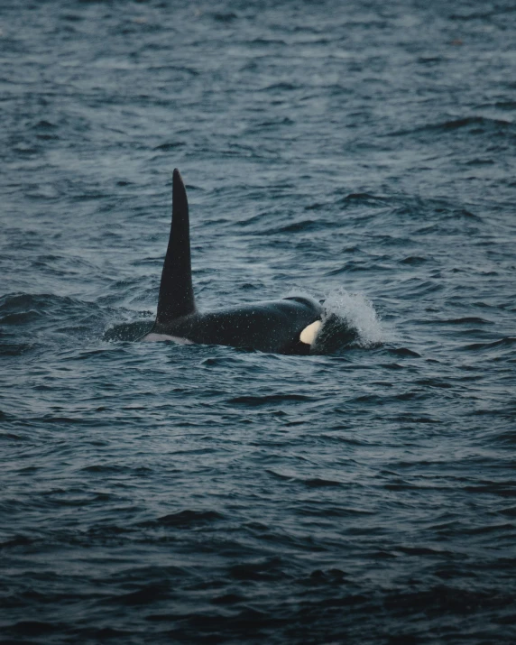 a whale in the water with it's tail poking up