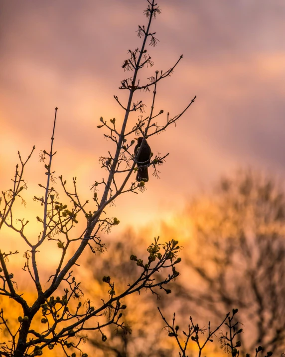 a tree with no leaves is silhouetted against the setting sun