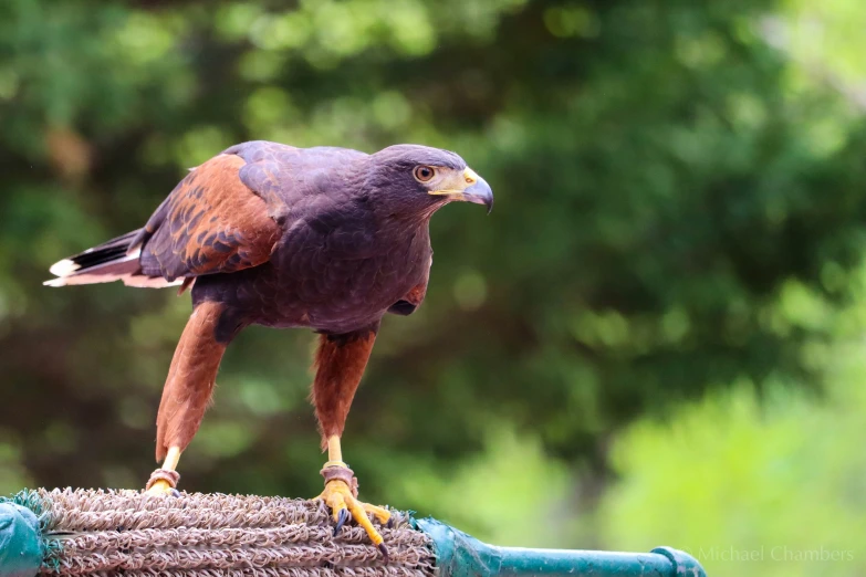 a hawk with yellow feet sits on top of the rope