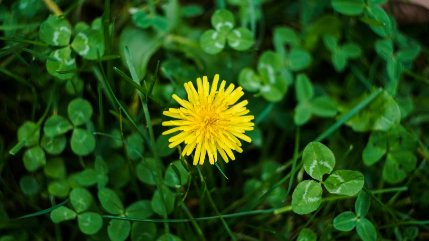 a dandelion sits in the middle of leaves