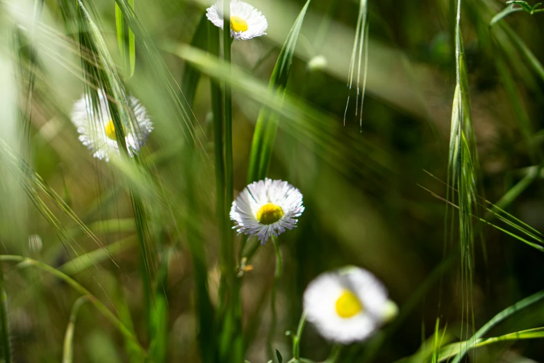 several white flowers with yellow centers growing in a meadow