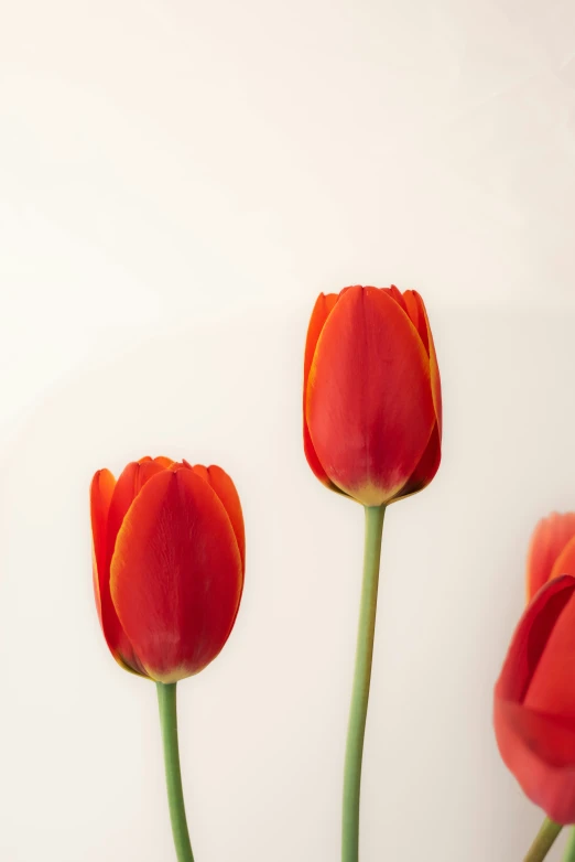 three orange flowers are in front of a white background