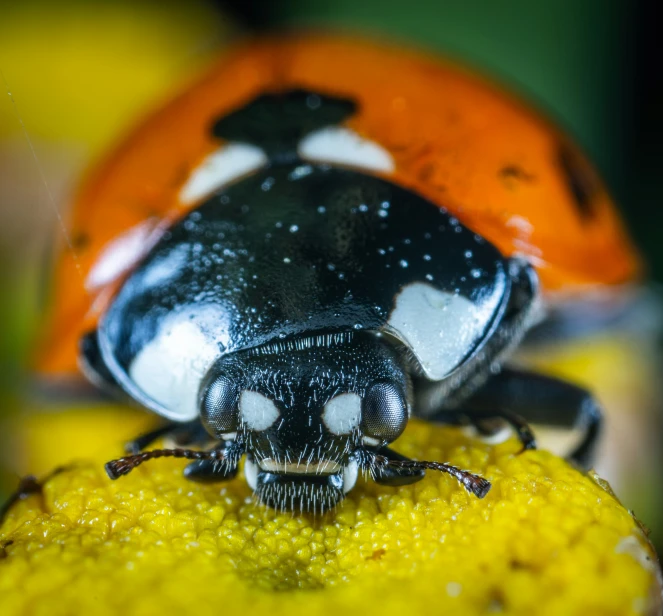 a lady bug is crawling on an orange piece