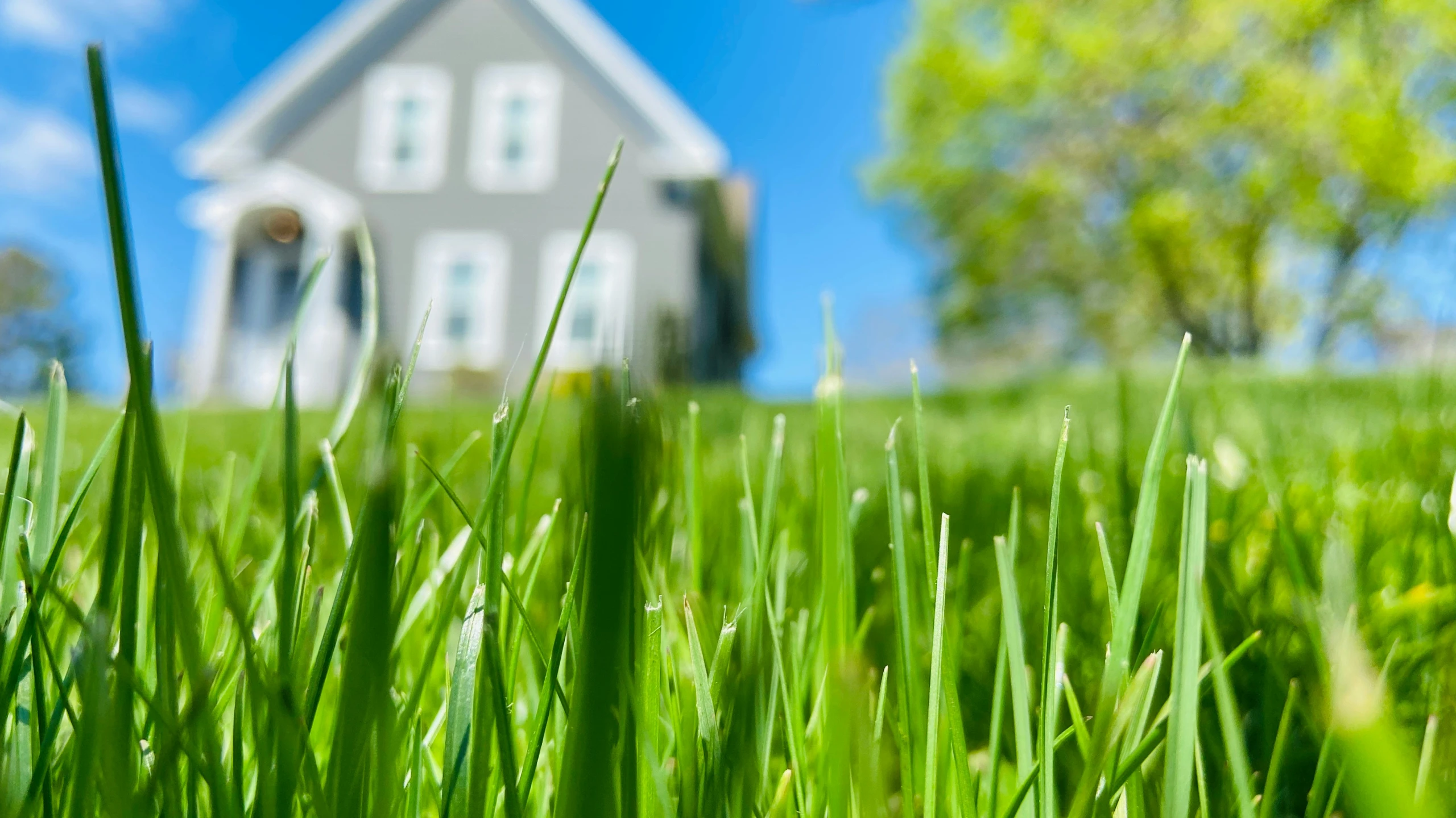 house in the background seen through green grass