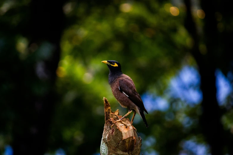 a bird standing on top of a wooden pole in a forest