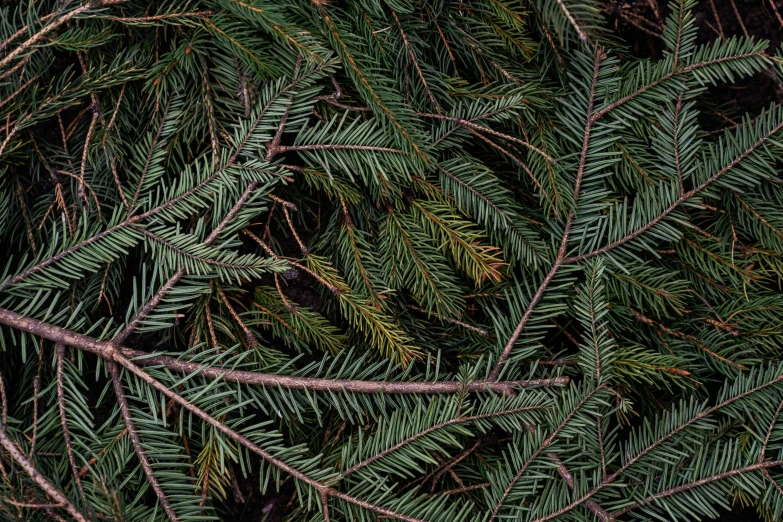 a very large tree with nches in the middle of it