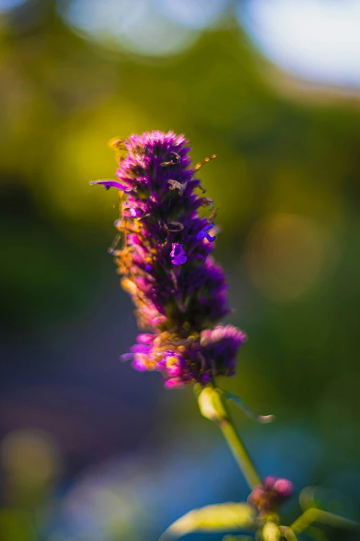 a close up s of an unusual looking flower