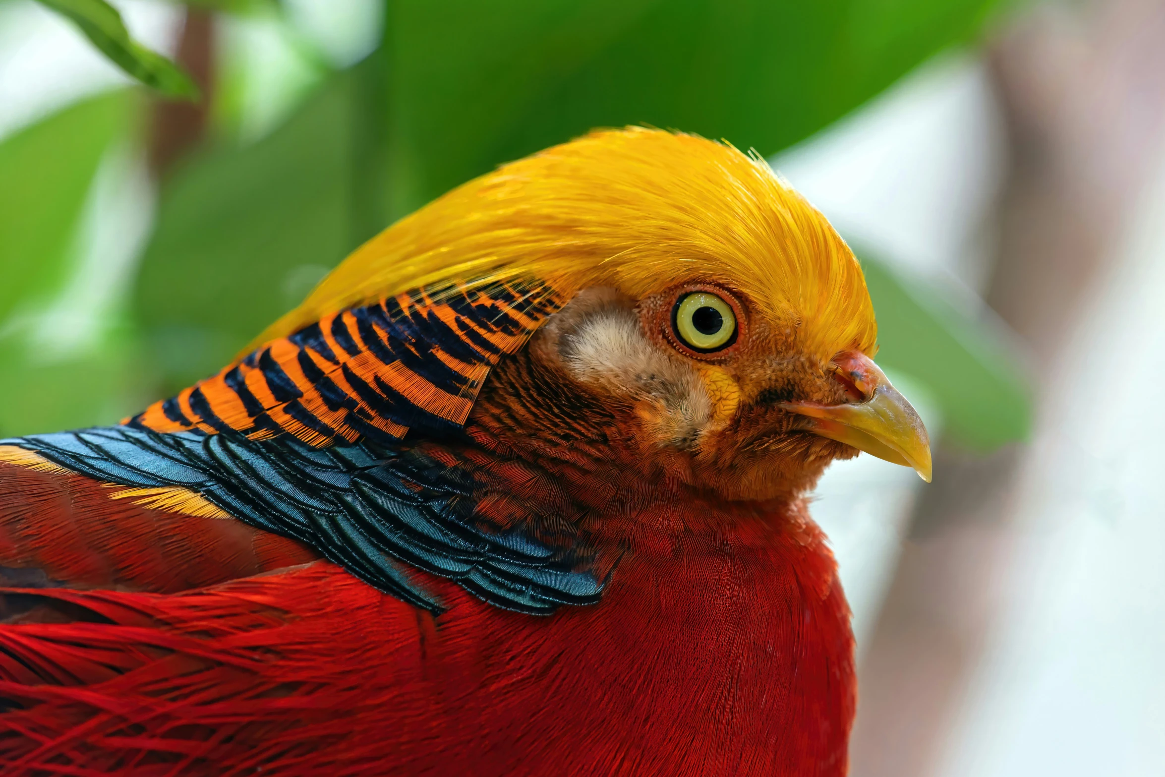 a close up s of a colorful bird