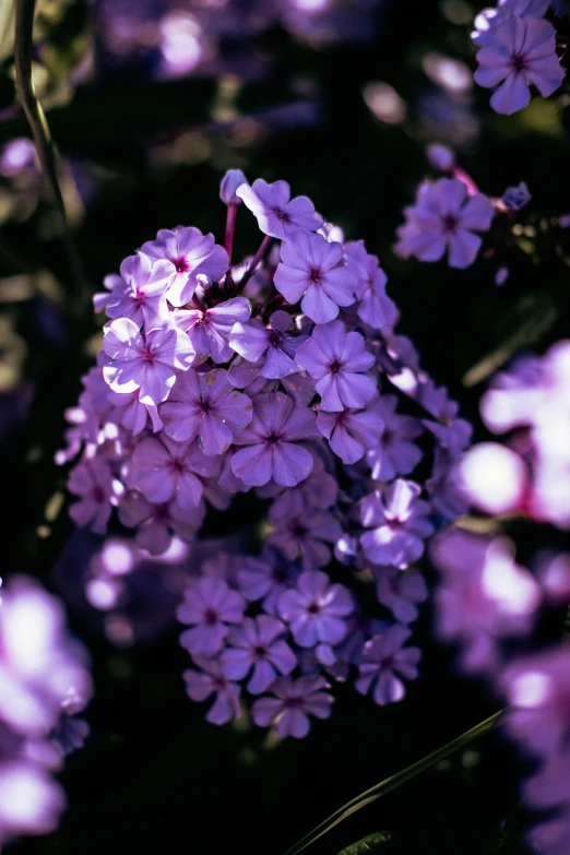 purple and white flowers and green stems in a field