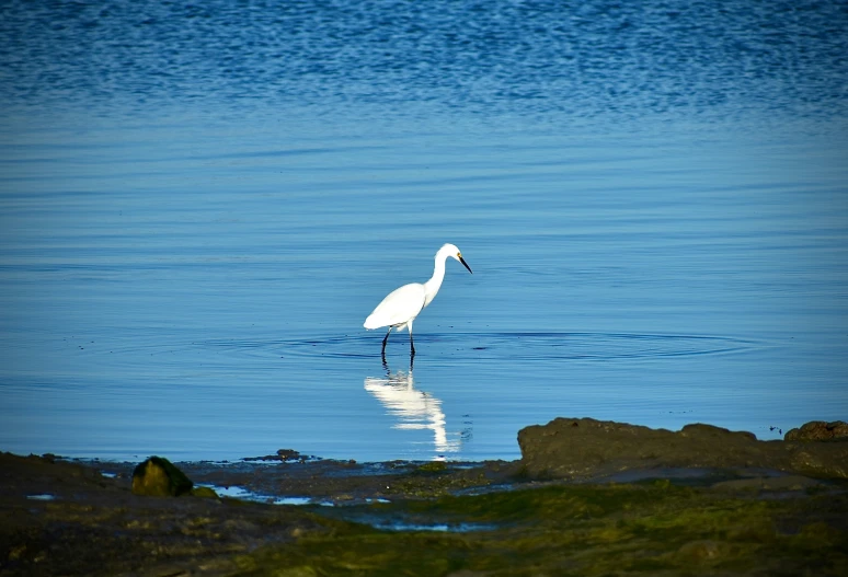 a bird in the water, walking around
