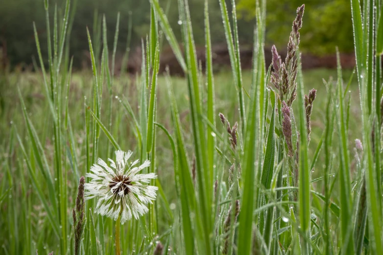 a small white flower is standing among some long grass