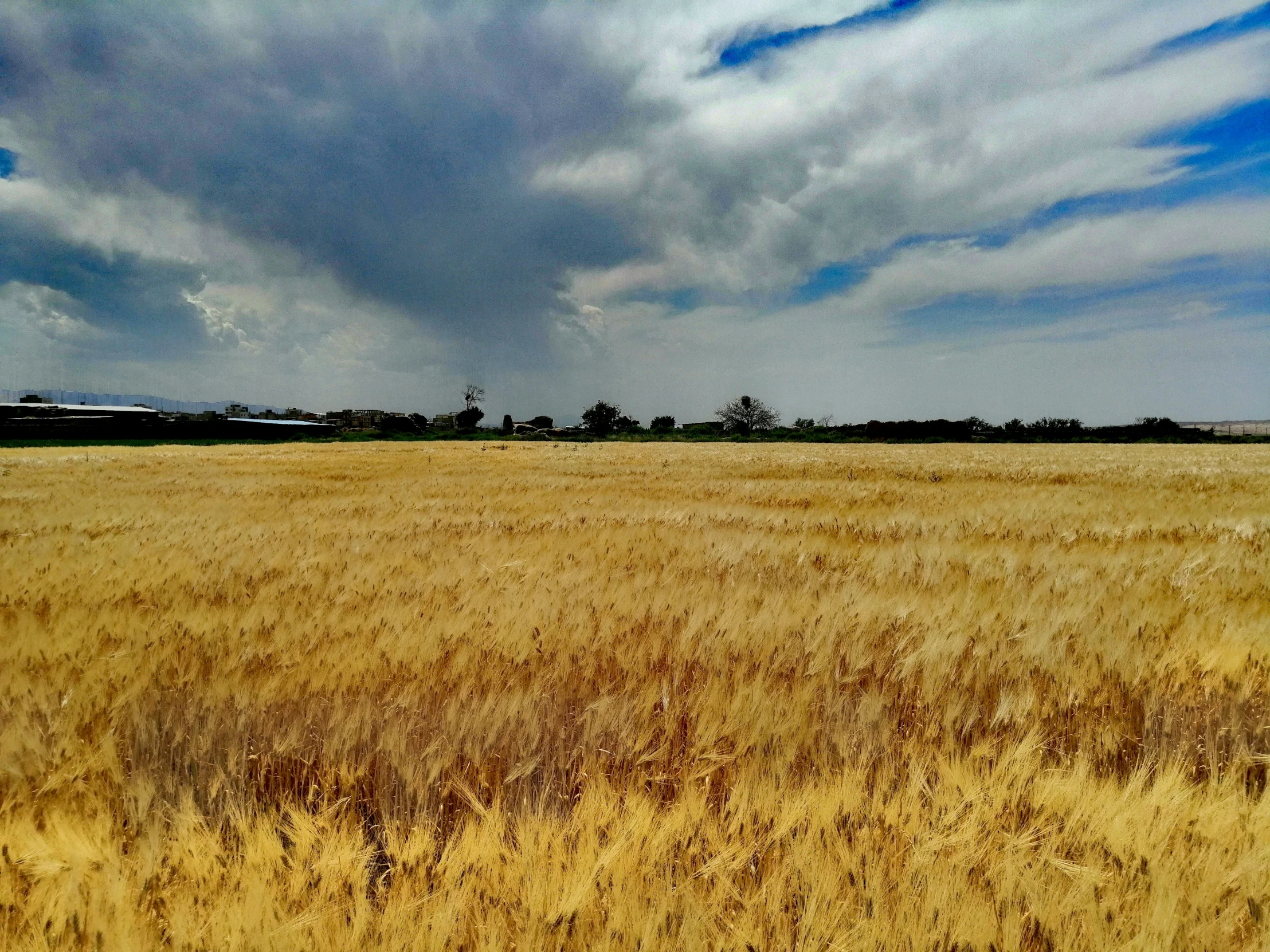 a large field with some brown grass in it