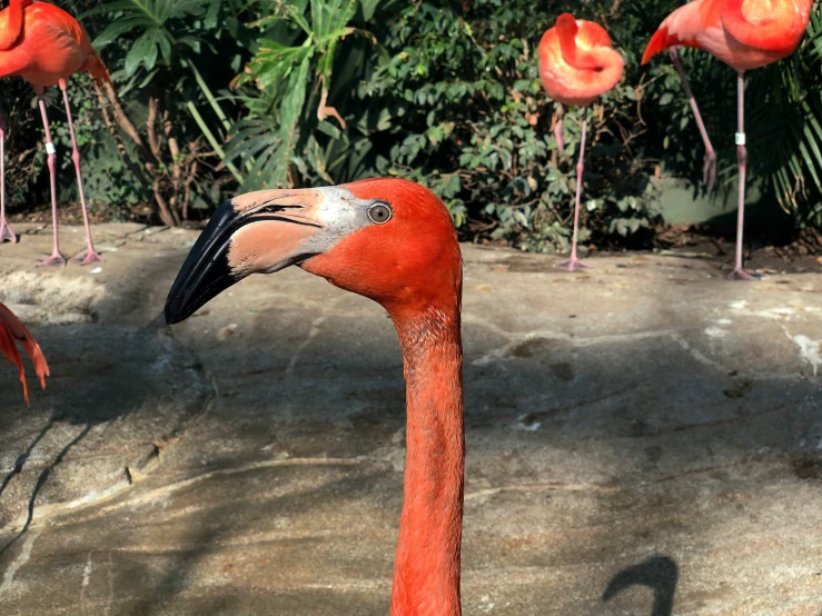 a flamingo standing on top of a rock wall