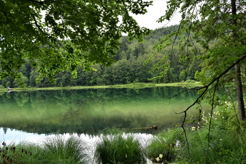 a body of water in the middle of some trees