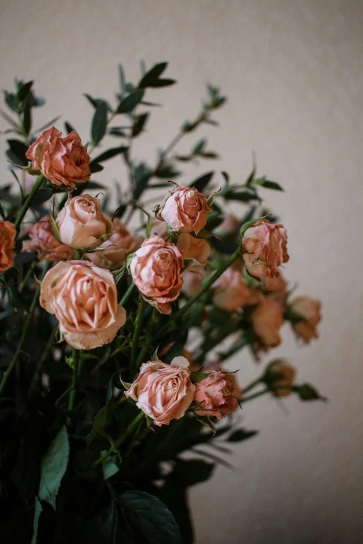 many pink roses in a vase against a white wall