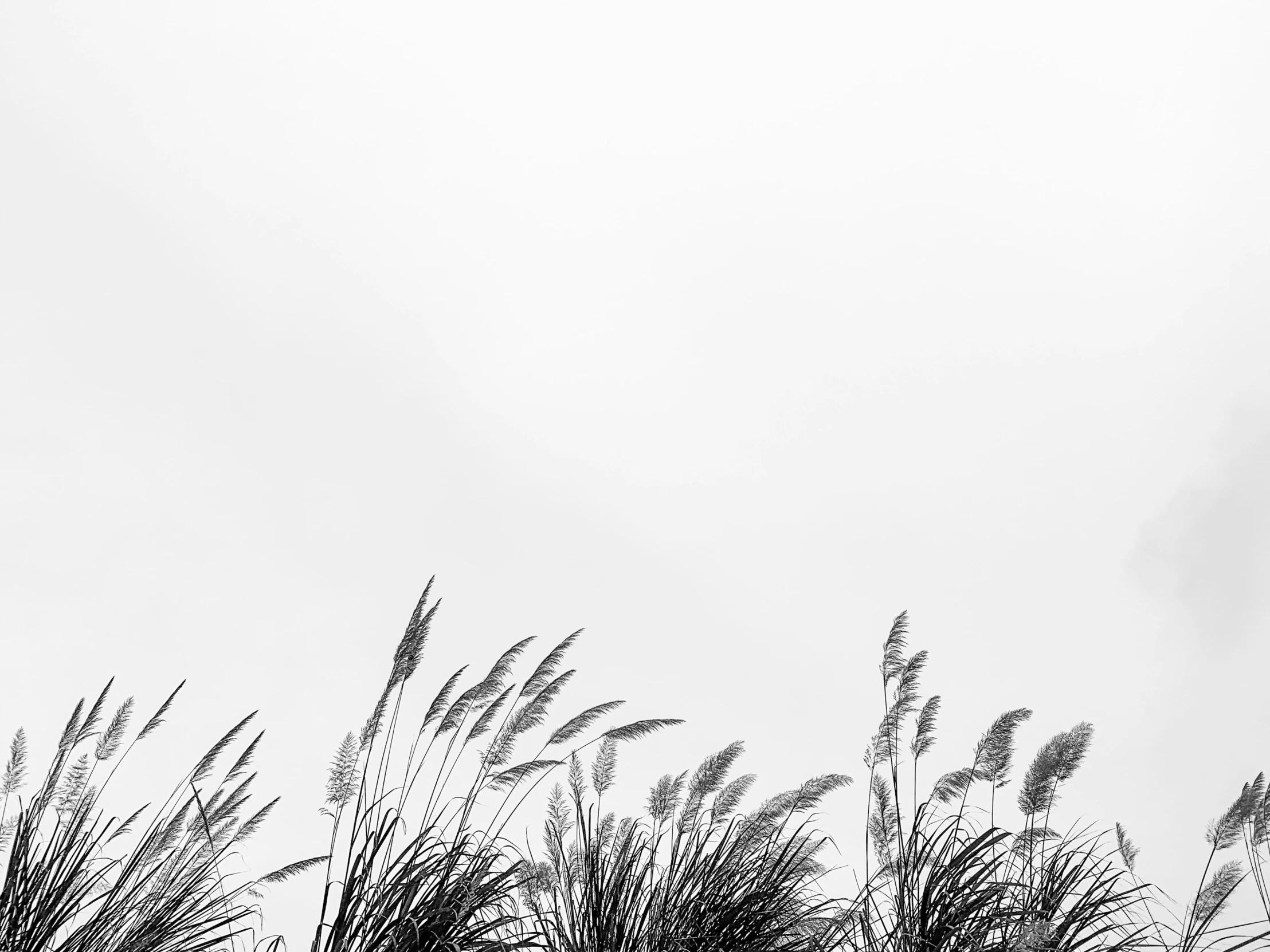 some very tall bushes are in front of the sky