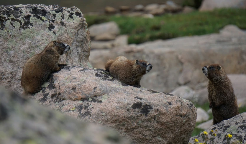 three adult brown animals perched on a large boulder