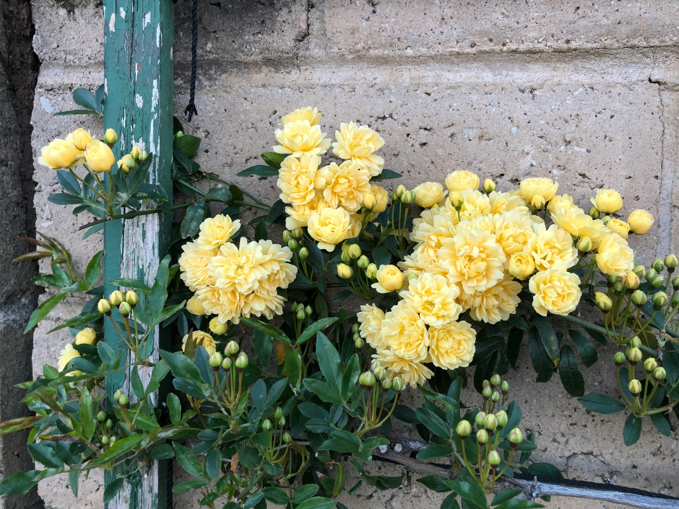 flowers on a planter outside by a building