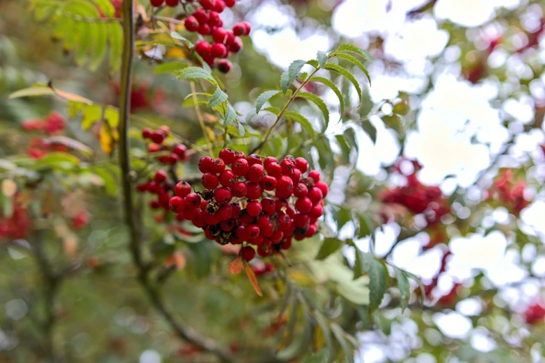 a bunch of red berries hanging off of a tree