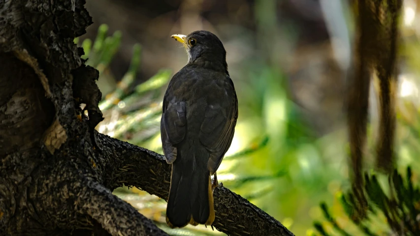 a small bird is perched on the nch of a tree